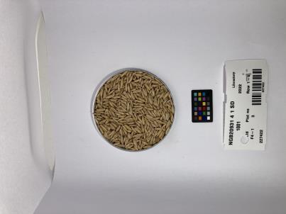 Click for 1 image(s) for this accession. SEED